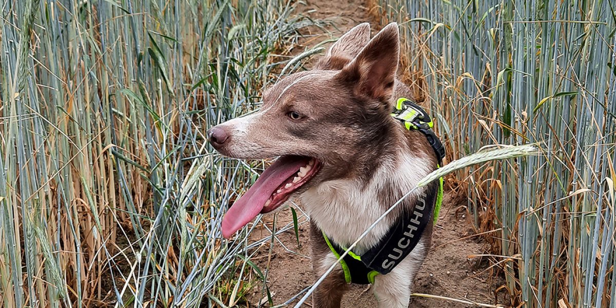 Artenspürhund Lissy. | Foto: Romana Beuth