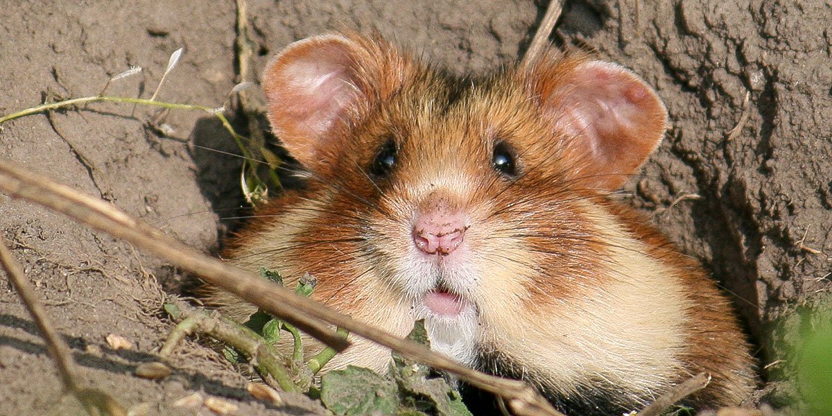 Feldhamster bei Grebehna. | Foto: Ina Ebert