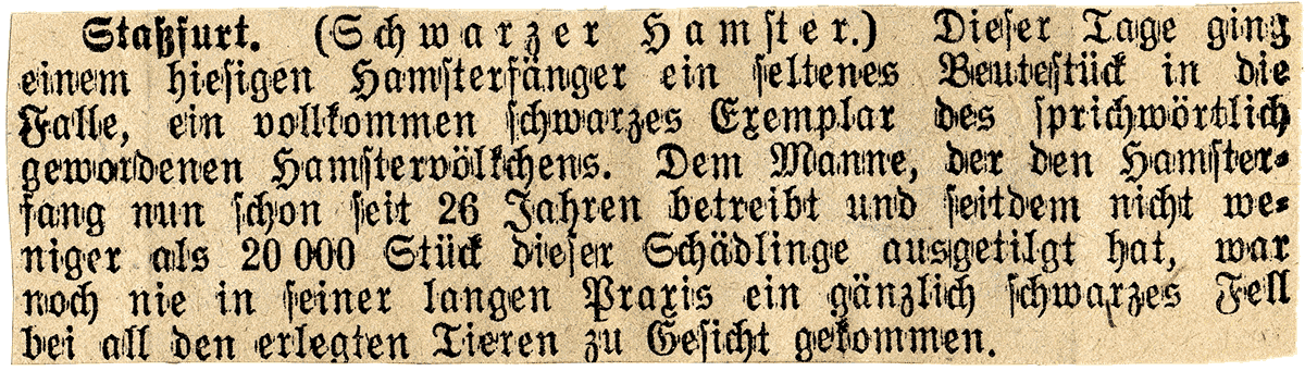 Schwarzer Hamster. | Quelle: Kirchberger Zeitung