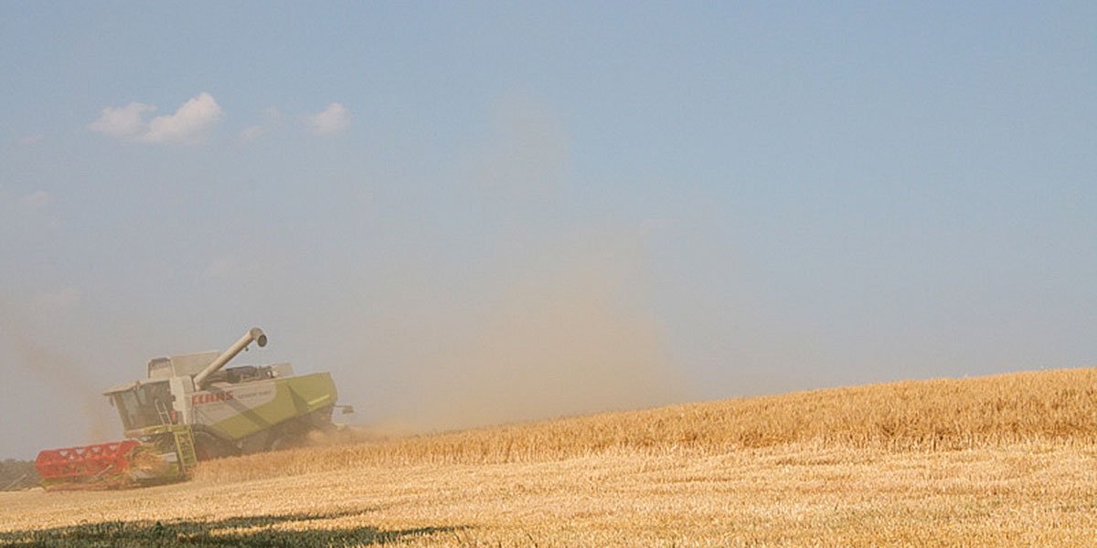 Die immer weiter voranschreitende Intensivierung der Landwirtschaft ist wesentliche Ursache für den Rückgang der Bestände bzw. Restvorkommen des Feldhamsters wie auch anderer Tierarten der offenen Feldflur. | Foto: Ina Ebert