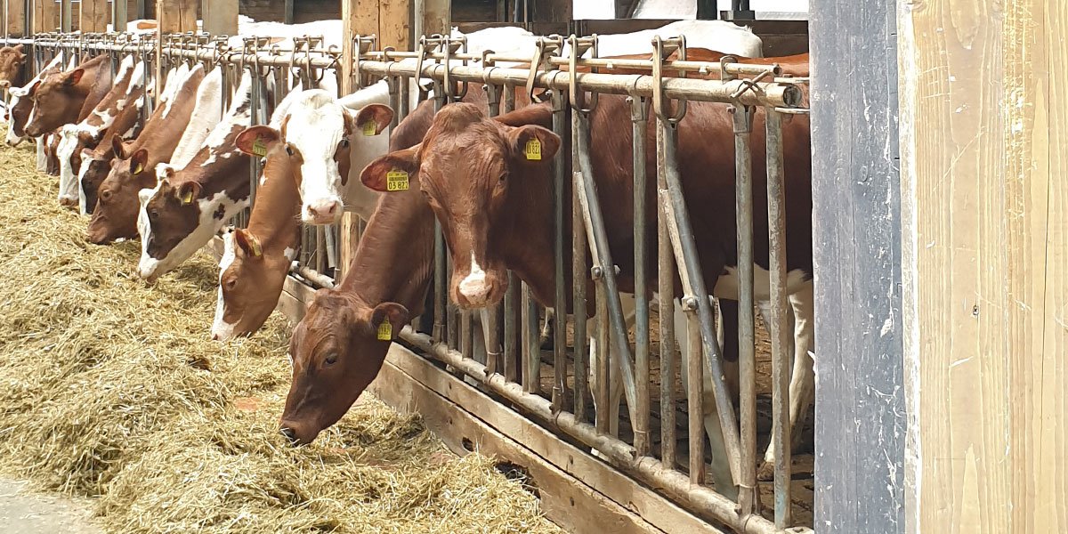 Rinderstall. | Foto: Ina Ebert