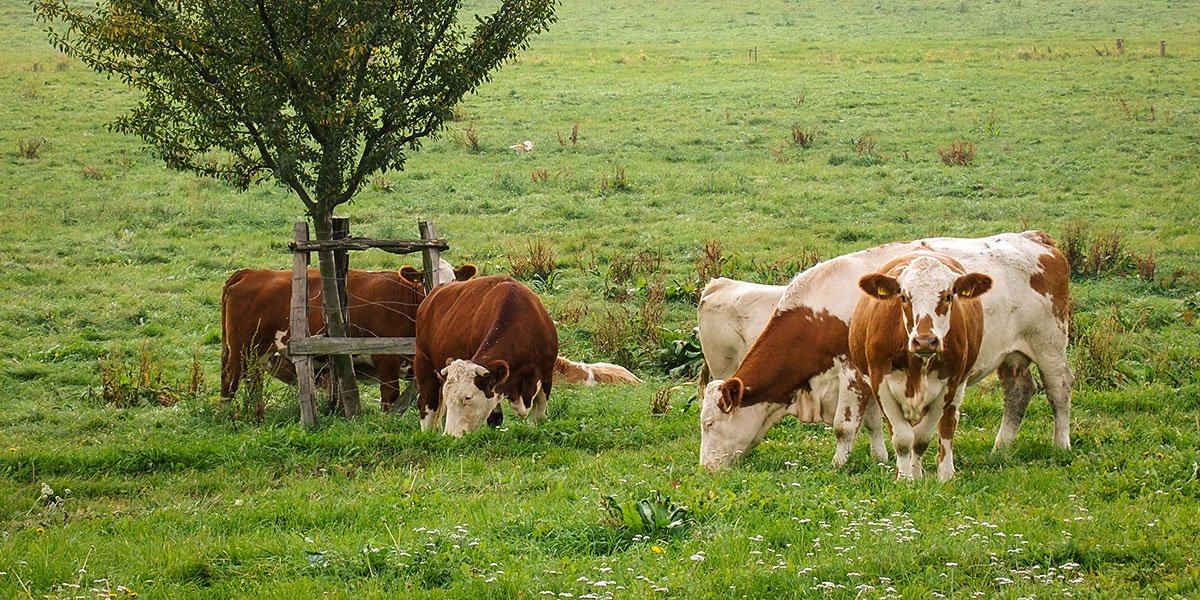 Weidehaltung, ein immer seltener werdender Anblick. | Foto: Matthias Schrack