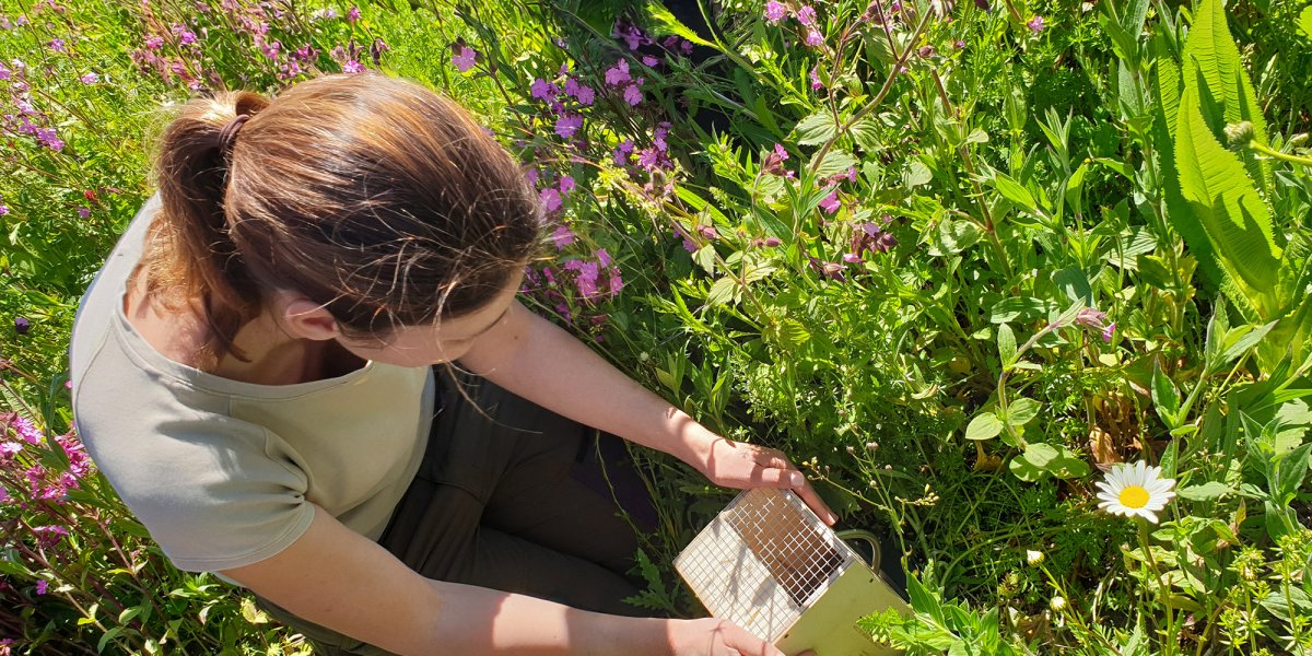Auswilderung der ersten Feldhamster. | Foto: Ina Ebert