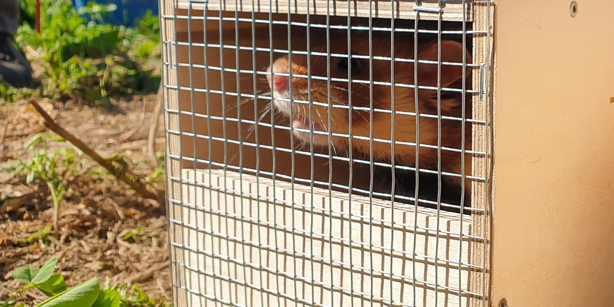 Die ersten Tiere warten im Feldhamstertransportasten bis es los geht. | Foto: Ina Ebert