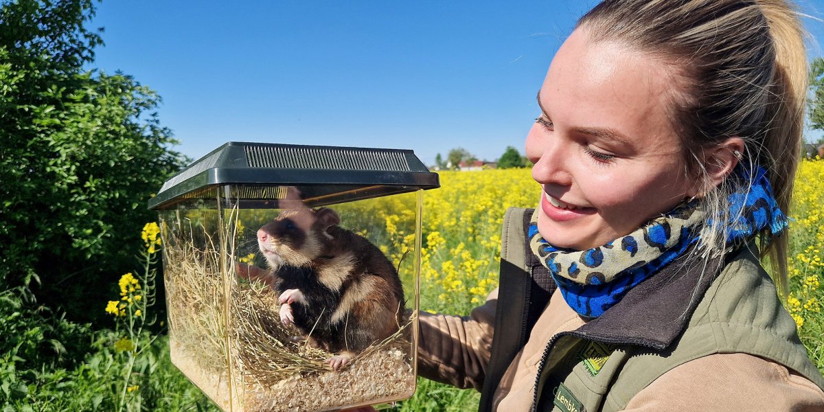 Bereit für den Acker – Tierpflegerin Celina Lembke bringt den Feldhamster aus dem Zoo Leipzig aufs Feld. | Foto: Zoo Leipzig