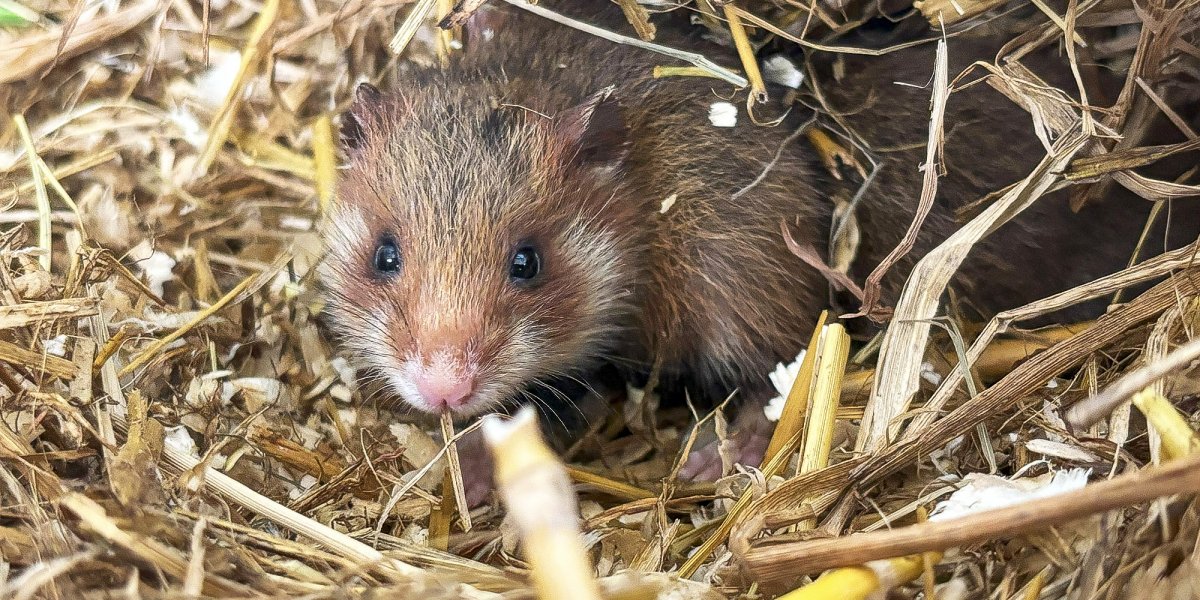 Ein Feldhamsterjungtier aus dem ersten Wurf 2025 in der Zuchtstation im Zoo Leipzig. | Foto: Zoo Leipzig