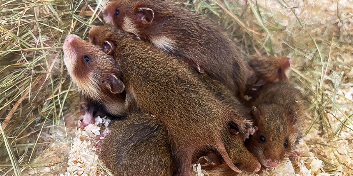 30. Juni 2025. 2,5 Wochen alt sind die sechs Jungtiere aus dem diesjährigen ersten Feldhamsterwurf in der Zuchtstation. Sie wiegen etwa 80 Gramm. Im Alter von vier Wochen werden sie von ihrer Mutter getrennt. Weitere zwei bis vier  später kommt auch der Nachwuchs in Einzelboxen. | Foto: Zoo Leipzig