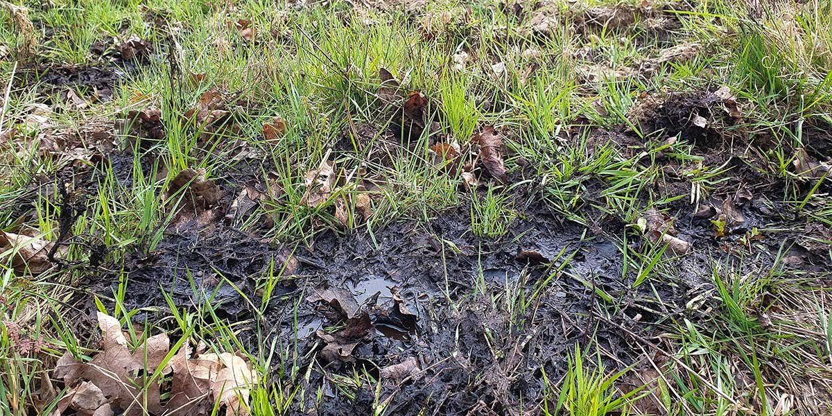 Im Übermaß ausgebracht dringt Gülle bis ins Grundwasser und erhöht dessen Nitratgehalt. | Foto: Ina Ebert