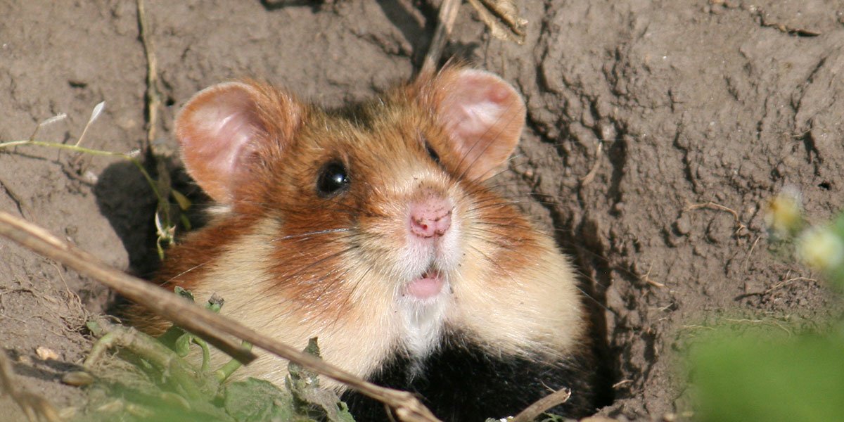Feldhamster bei Grebehna. | Foto: Ina Ebert