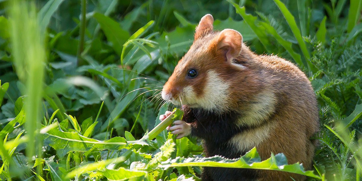 Feldhamster frisst Wildkräuter. | Foto: Bärbel Franzke