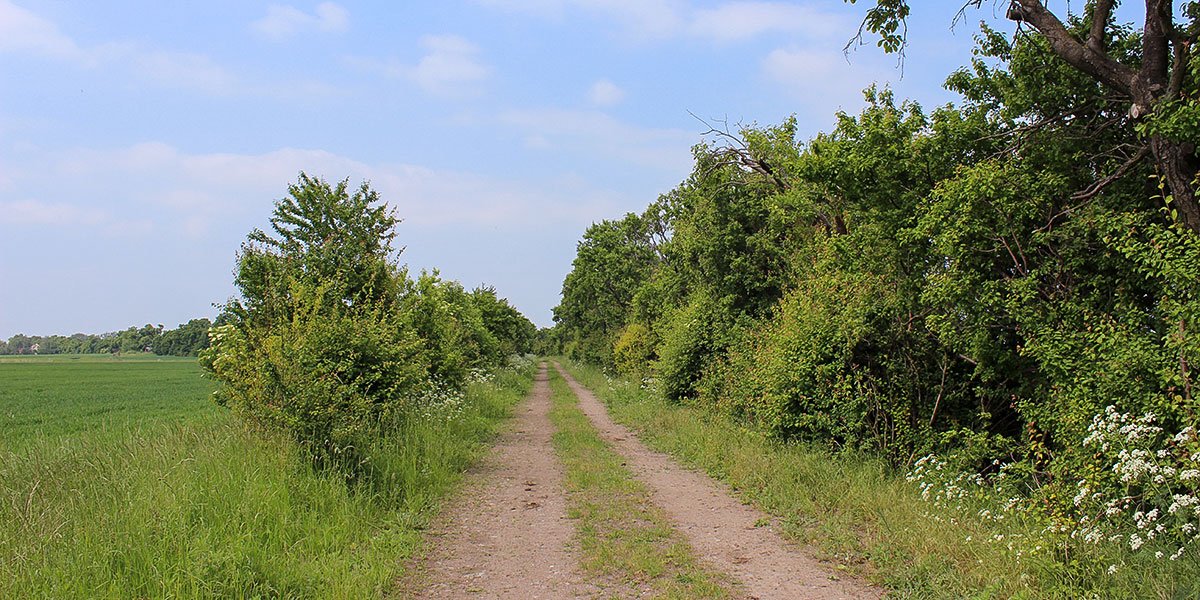 Feldhecken strukturieren die Landschaft. | Foto: Ina Ebert