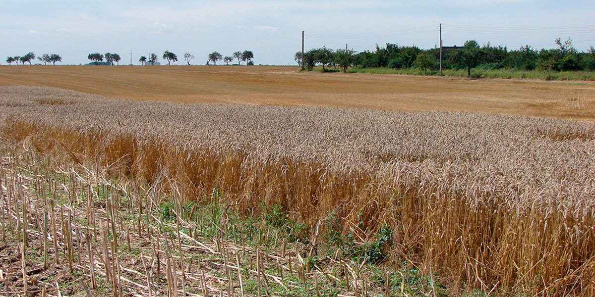 Hamsterstreifen bieten Nahrung und Deckung zugleich. | Foto: Hans-Ulrich Bangert