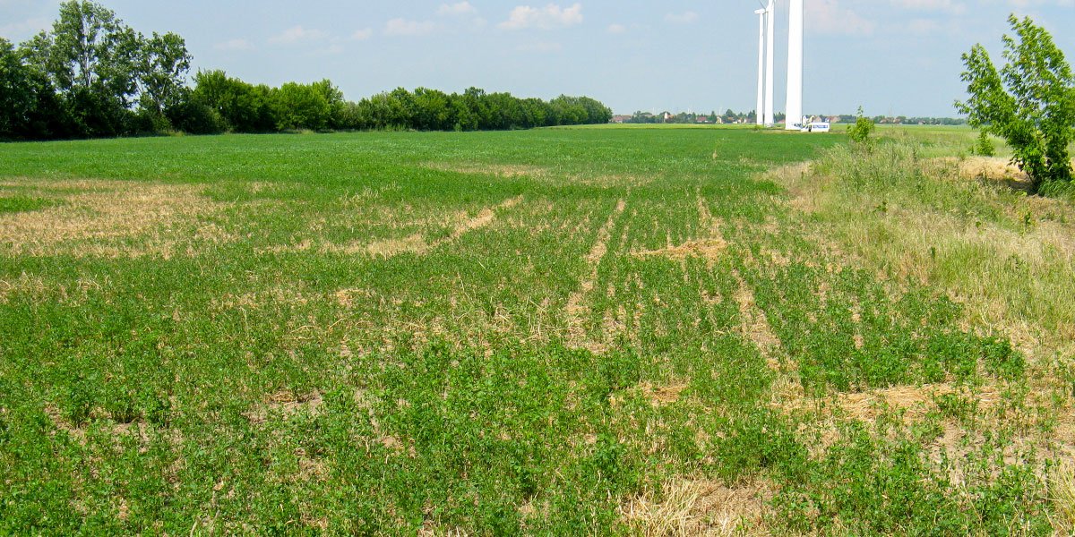 Luzerne bietet Deckung und Nahrung. Anbau 2018 als Hamsterschutzmaßnahme. | Foto: Heike Weidt 