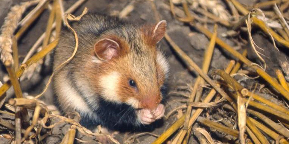 Hamster im Feld. | Foto: Ubbo Mammen
