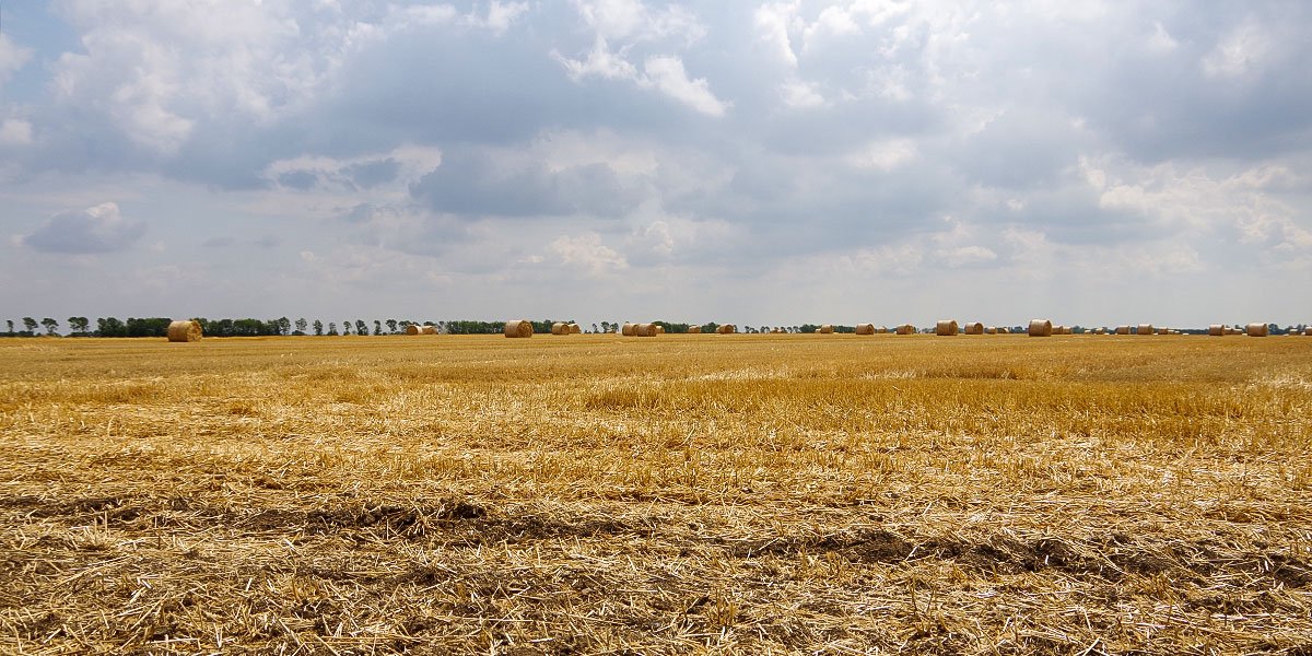 Stoppelacker mit verspätetem Stoppelumbruch. | Foto: Ina Ebert
