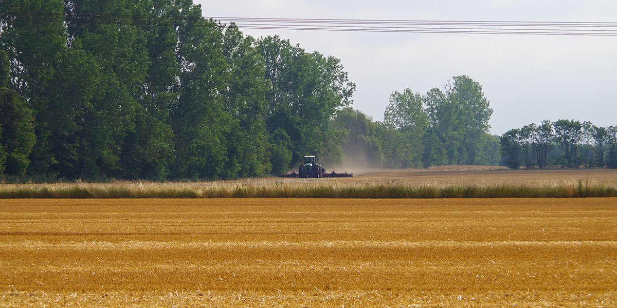 Der Stoppelumbruch wie hier nach nur drei Tagen ist gängige Praxis. | Foto: Ina Ebert