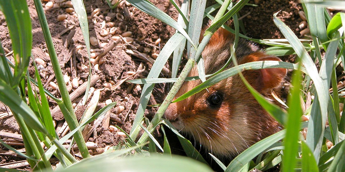 Feldhamster in guter Deckung. | Foto: Kerstin Mammen