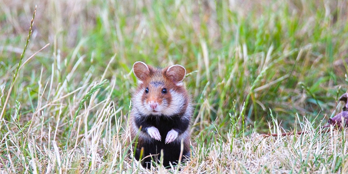 Feldhamster (Symbolbild) | Foto: Archiv Naturschutz LfULG, F. Berger