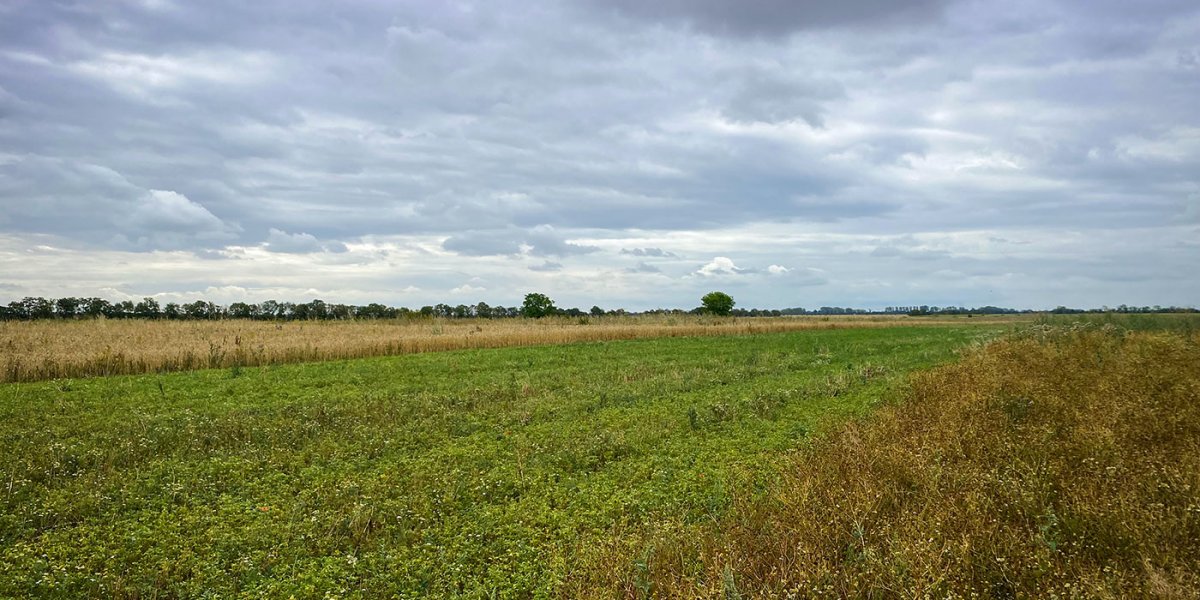 Mischkultur im Streifenanbau. | Foto: Thomas Liebenstein